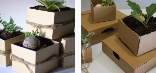 cajas de cartón para Kokedamas 
