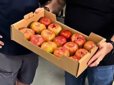 Cajas para Tomates medida 50x30x11