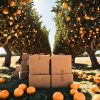 cajas para naranjas